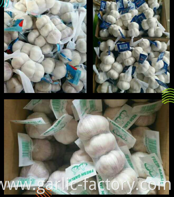 High Quality Bulk Garlic Hot Sales